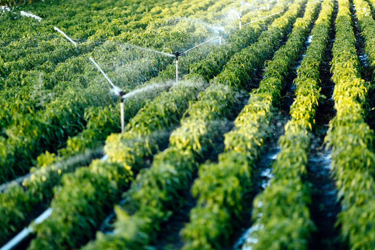 A farm of plants or trees with an irrigation system watering